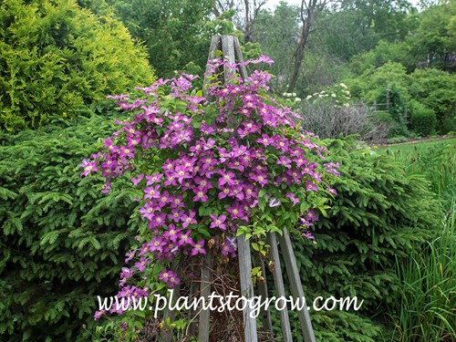Clematis 'Jolly Good'
Heavily blooming during the summer of 2021.  We were in a drought situation this summer.